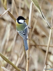 シジュウカラ406