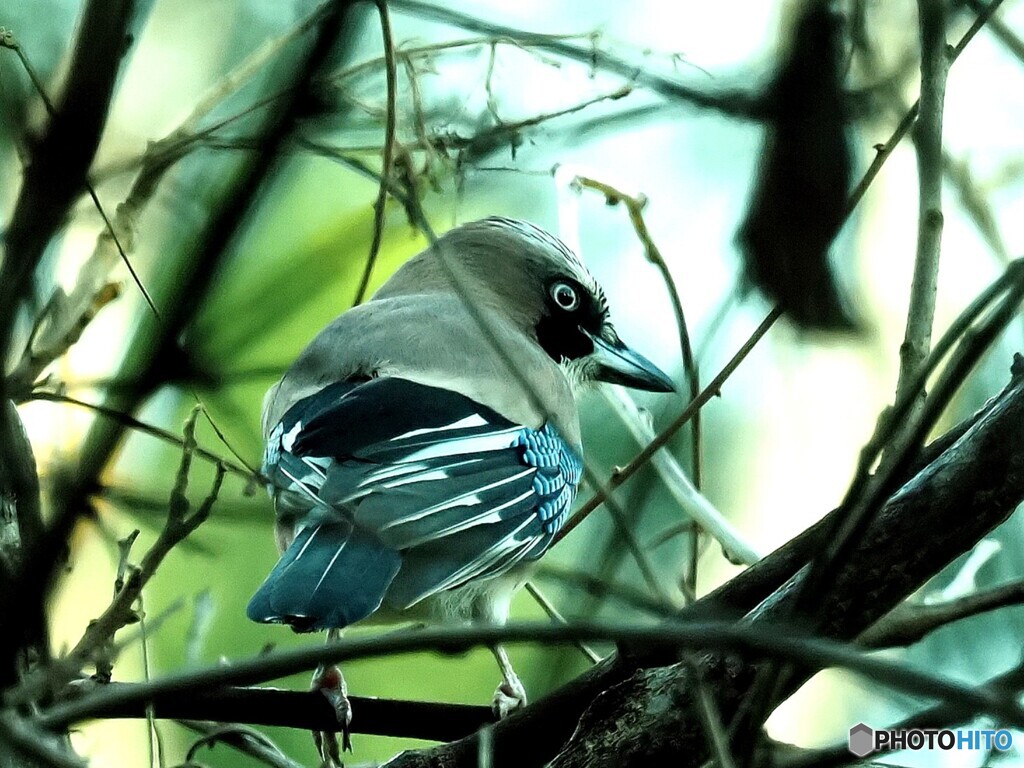 カケス27