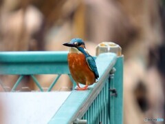 カワセミ444