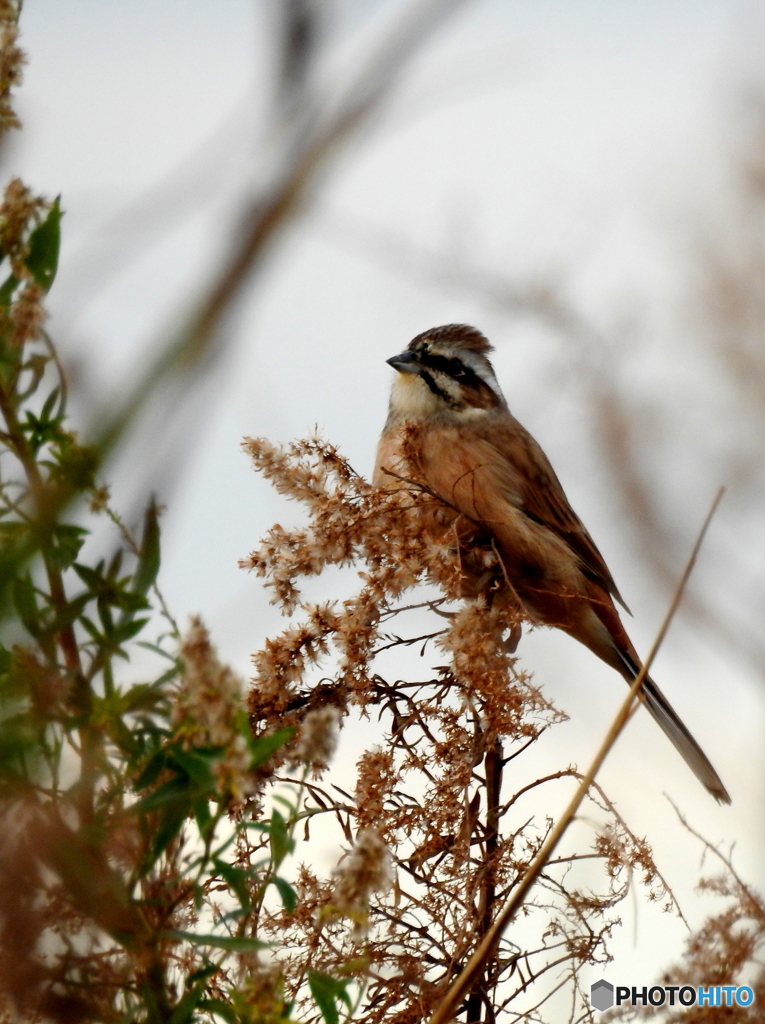 ホオジロ43