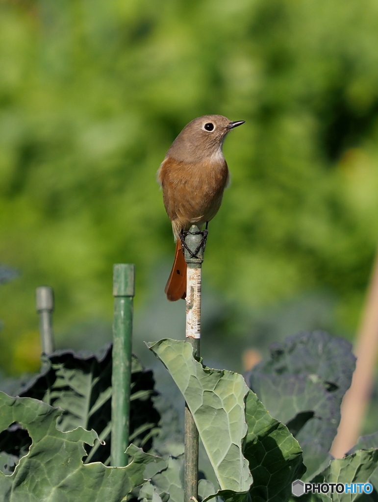 ジョウビタキ213