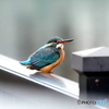 カワセミ641