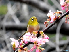 春メジロ17