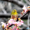 春メジロ17