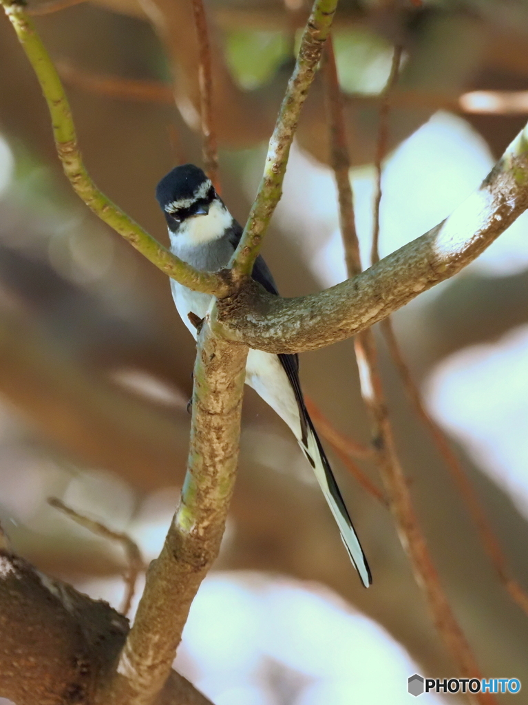 リュウキュウサンショウクイ09