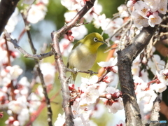 春メジロ154