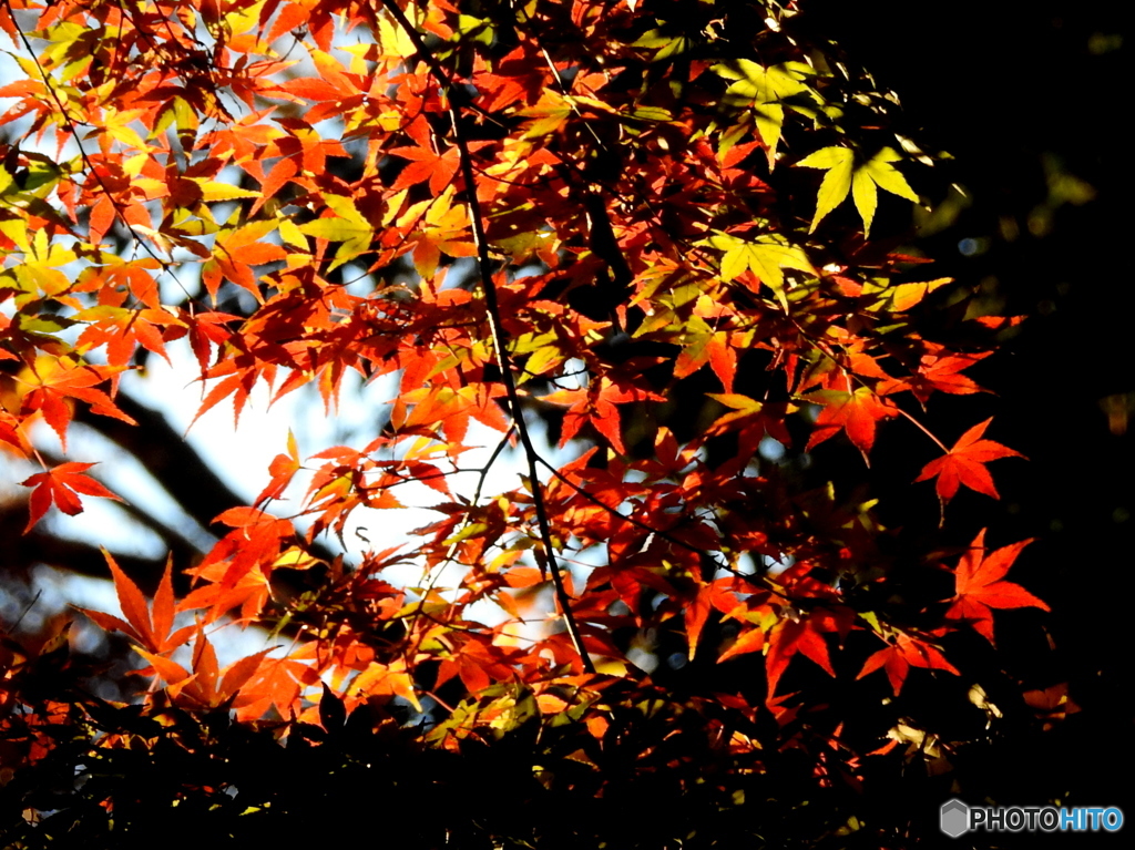 紅葉18-⑦
