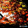 紅葉18-⑦