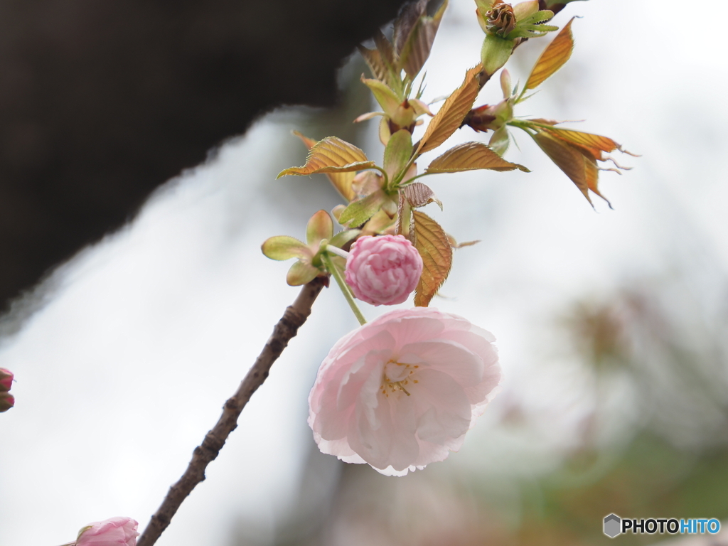 桜23-②