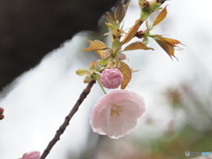 桜23-②