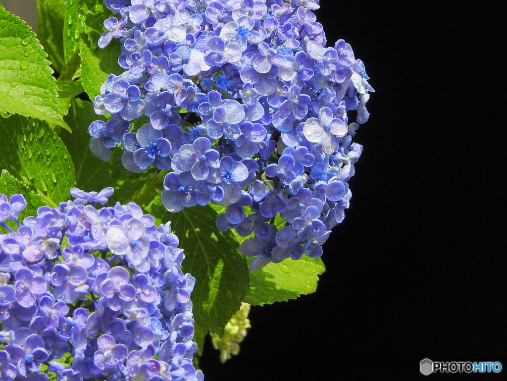 紫陽花20-⑤