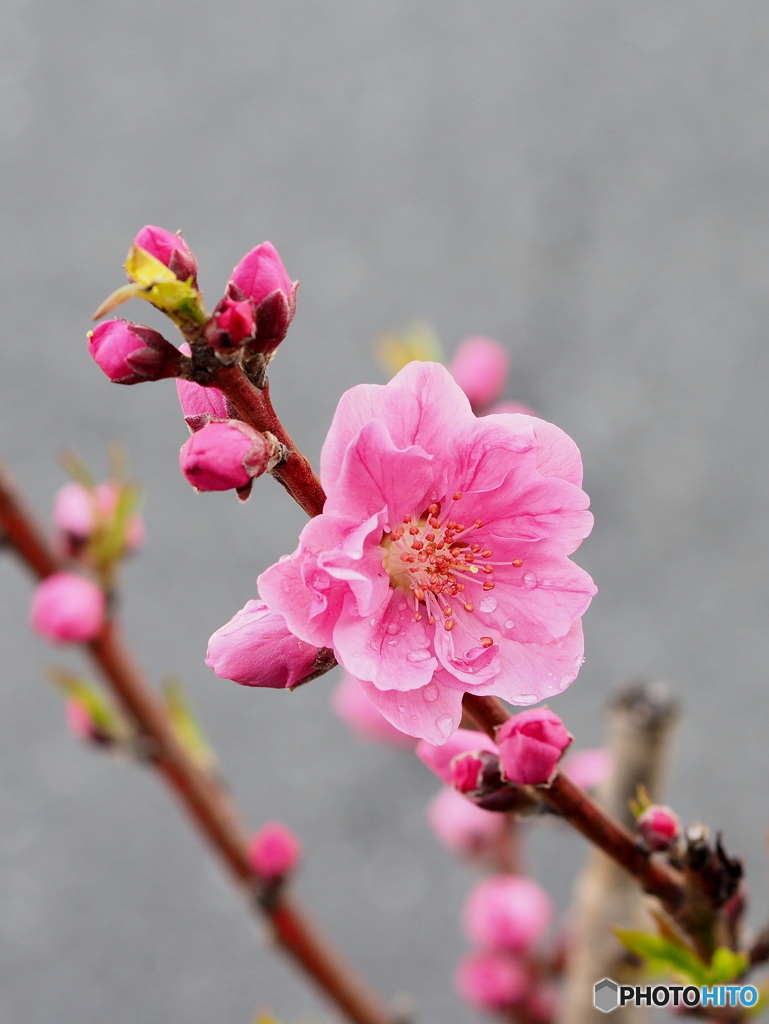 花桃20-①
