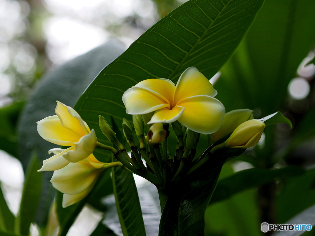 プルメリアゴールド