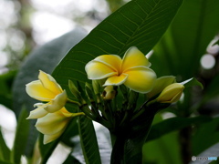 プルメリアゴールド
