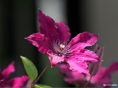 クレマチス23-①