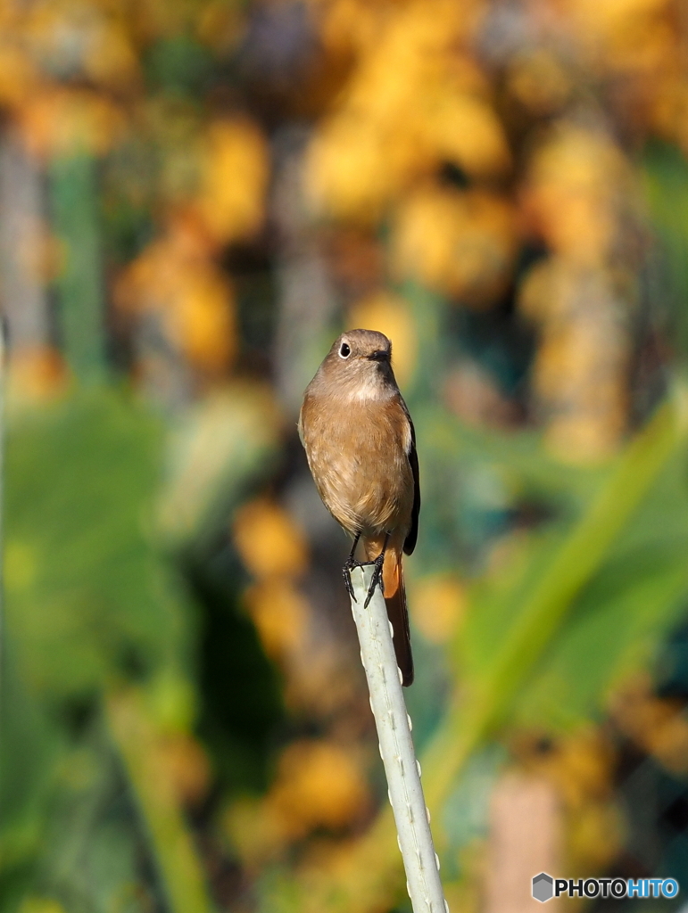 ジョウビタキ214
