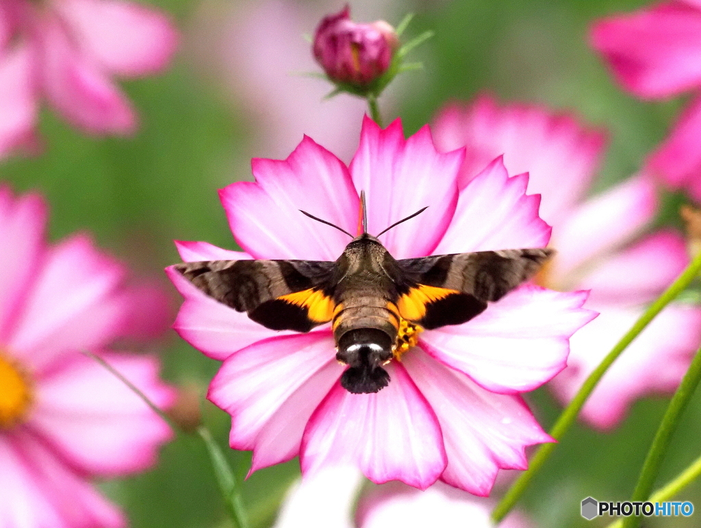 ホシホウジャク25-②