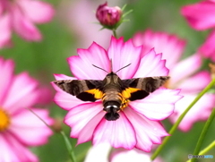 ホシホウジャク25-②