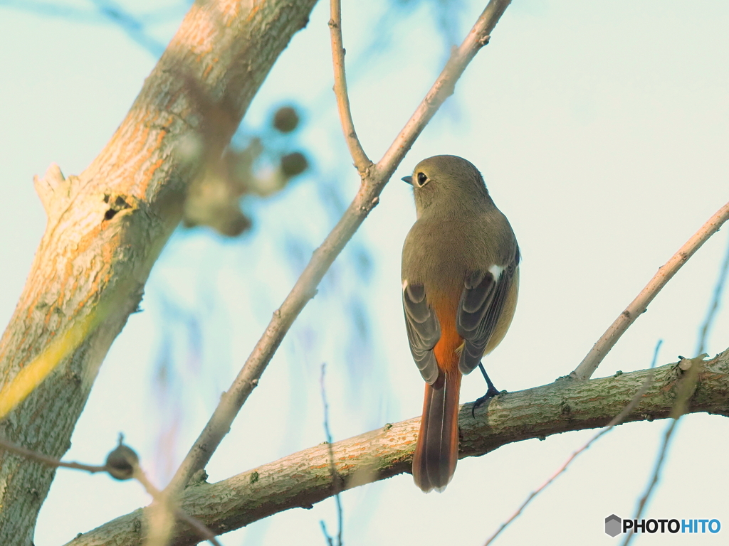 ジョウビタキ316