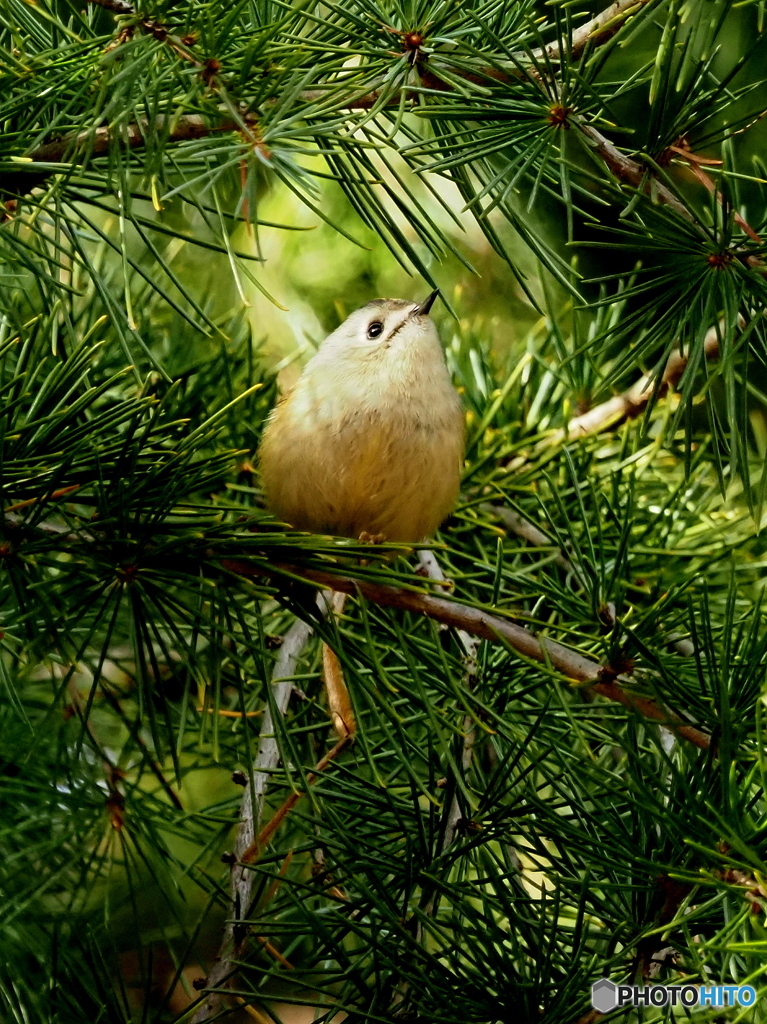 キクイタダキ24