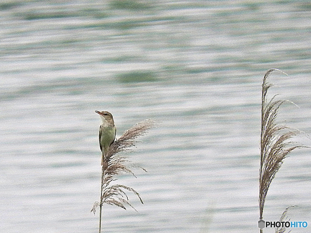オオヨシキリ22