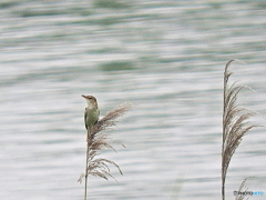 オオヨシキリ22