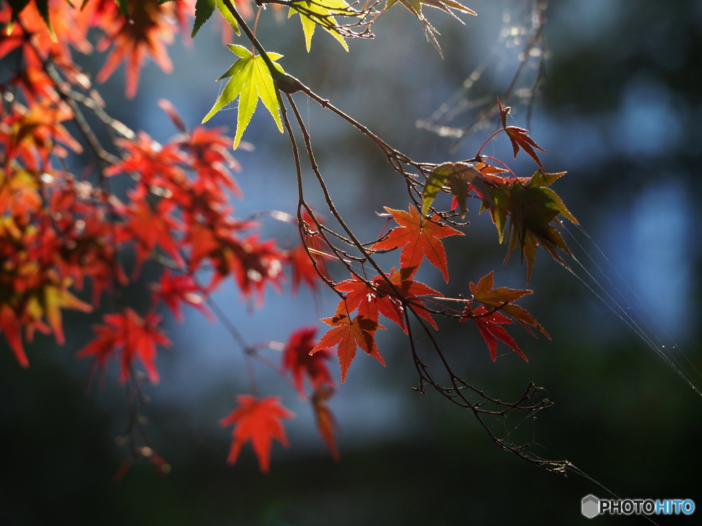 紅葉20-⑧