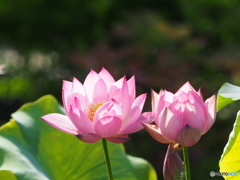 蓮21-④