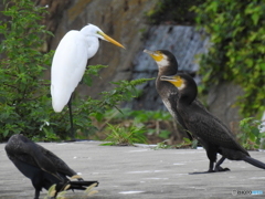 カワウ13
