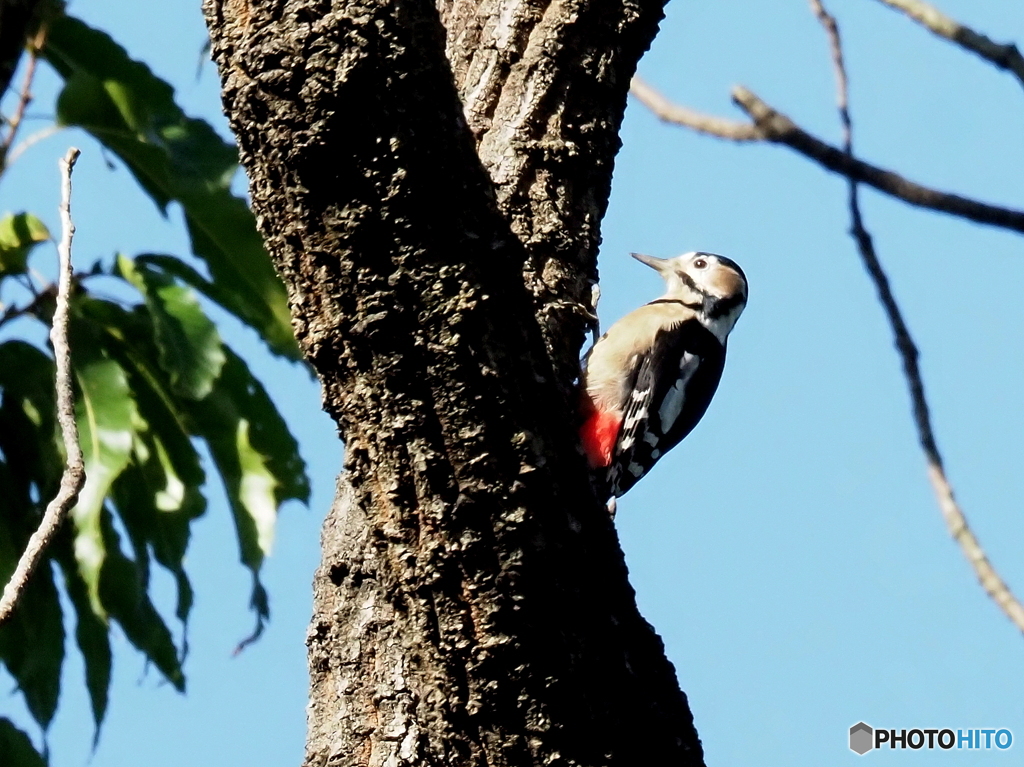 アカゲラ24