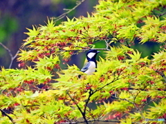シジュウカラさん、新緑に・・・