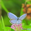 蝶04