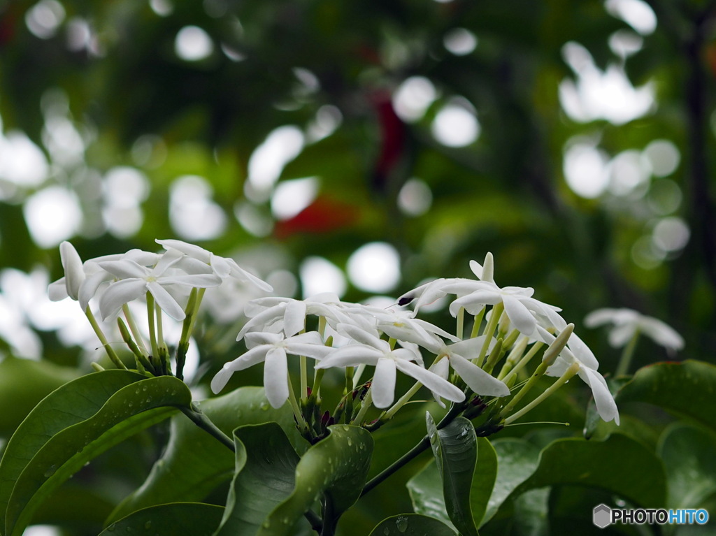 コプシアフラビタ