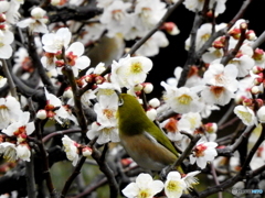 春メジロ16