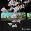 桜08