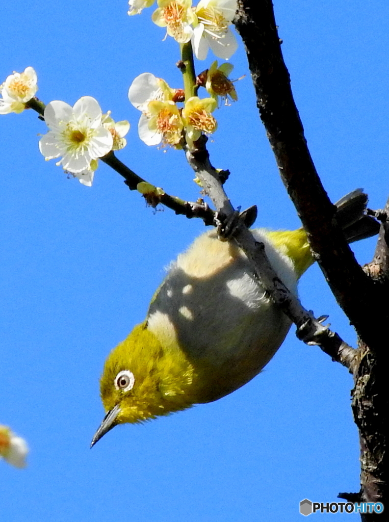 春メジロ31