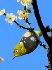春メジロ31