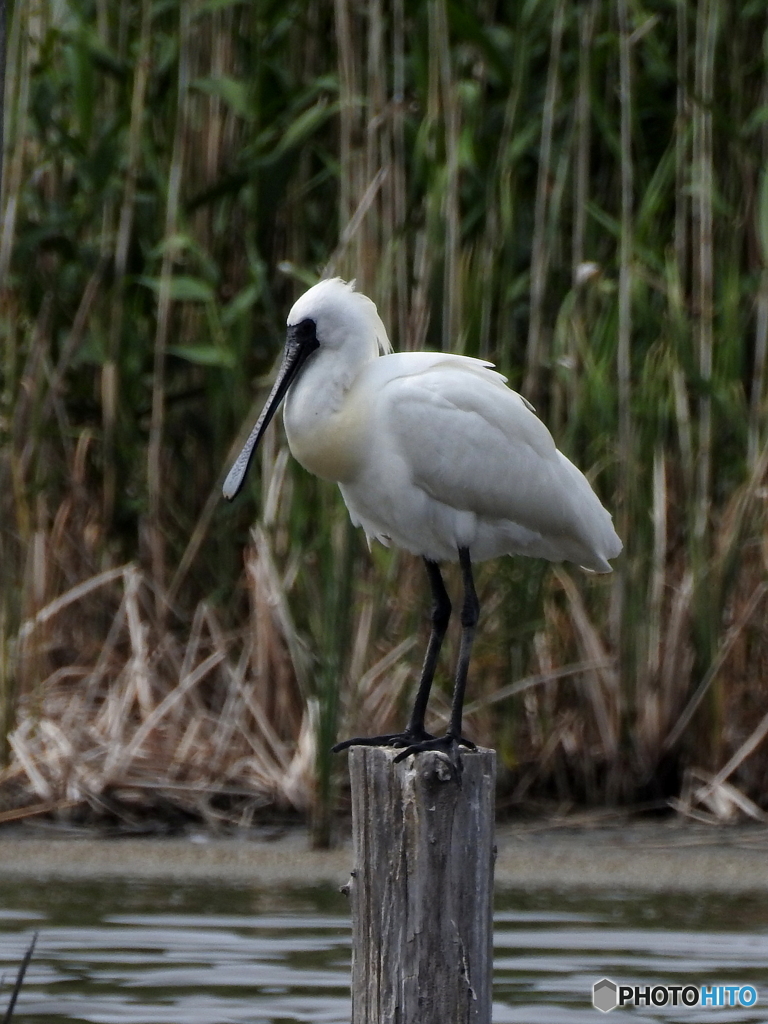 クロツラヘラサギ03