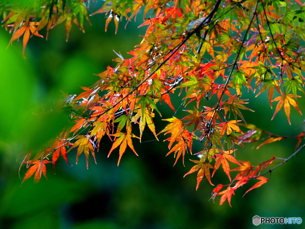 紅葉21-⑦
