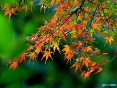 紅葉21-⑦