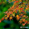 紅葉21-⑦