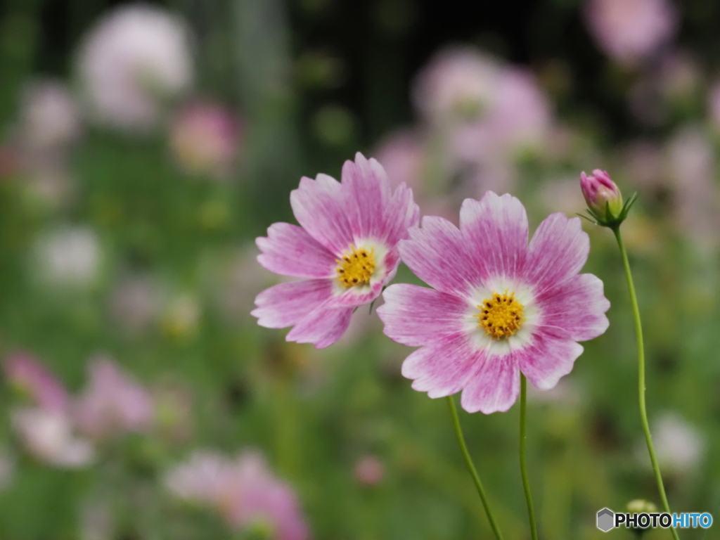 コスモス25-⑨