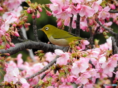 春メジロ11