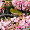 春メジロ11