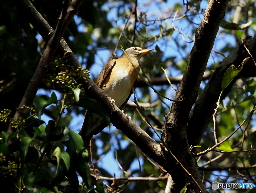 マミチャジナイ03