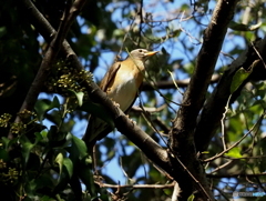 マミチャジナイ03