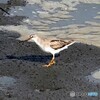 ソリハシシギ101