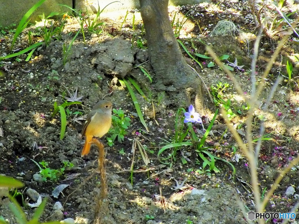 ジョウビタキ09