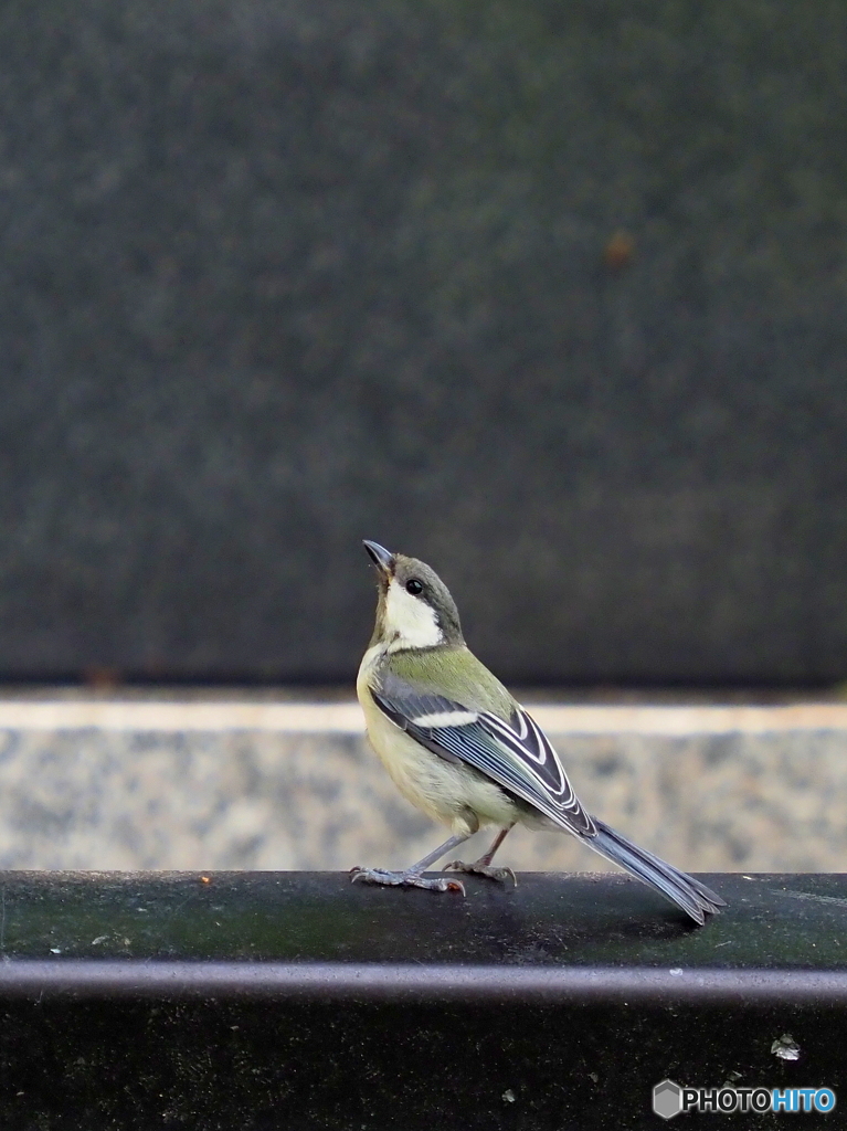 シジュウカラ323