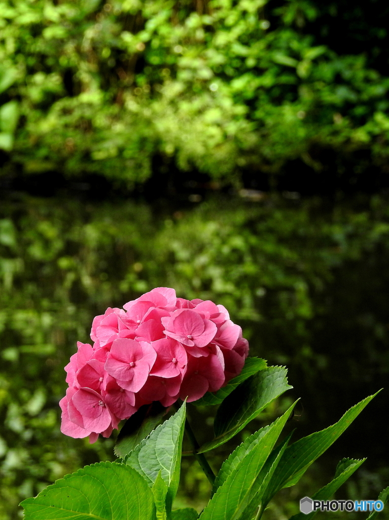 紫陽花17-⑤